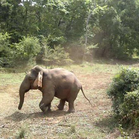 Safari Horizon Udawalawe B&B 외부 사진