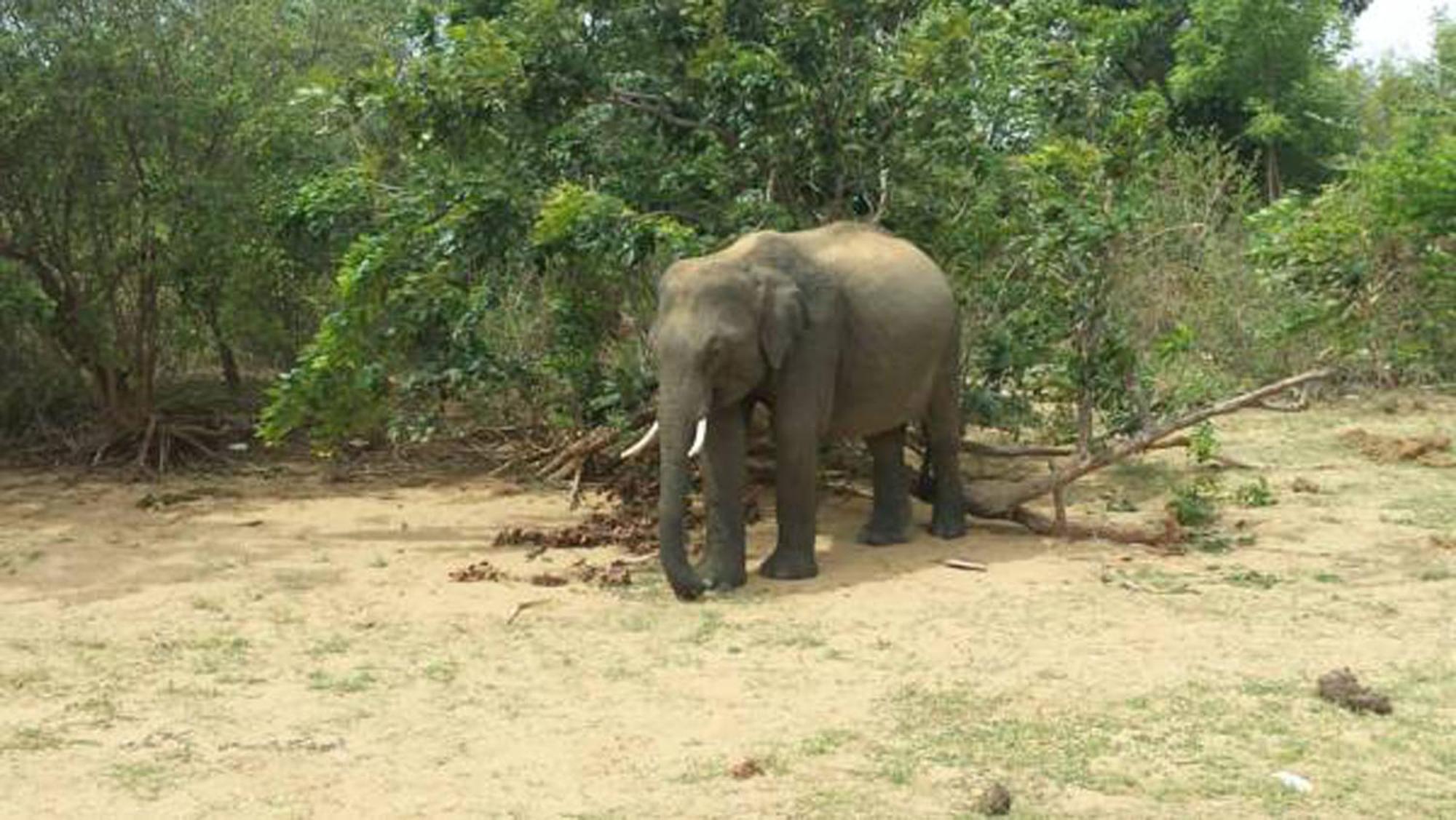 Safari Horizon Udawalawe B&B 외부 사진