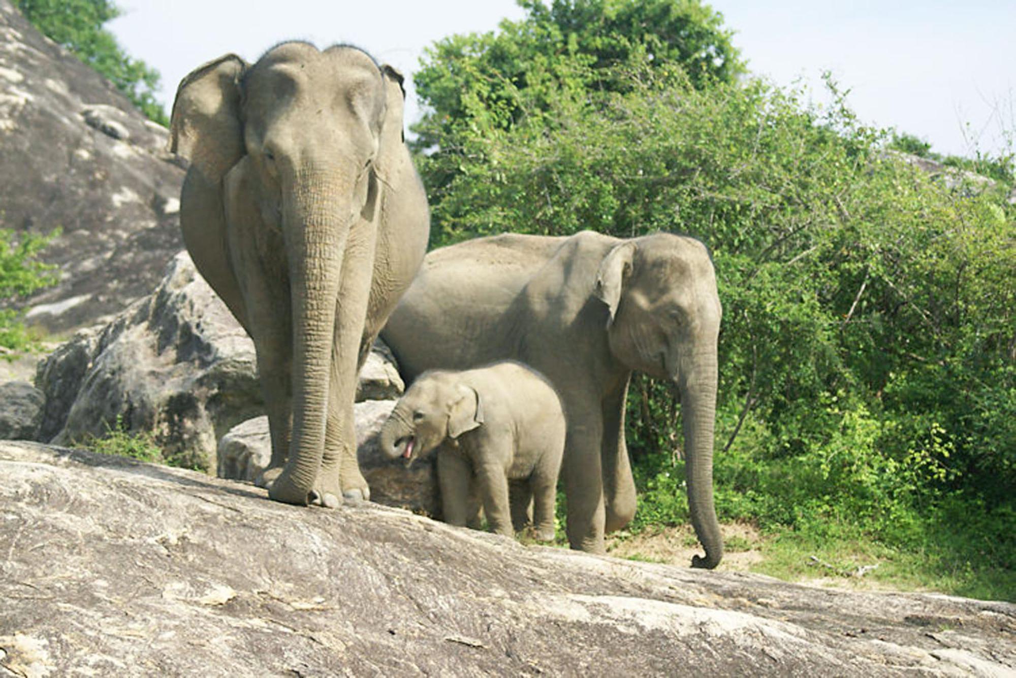 Safari Horizon Udawalawe B&B 외부 사진